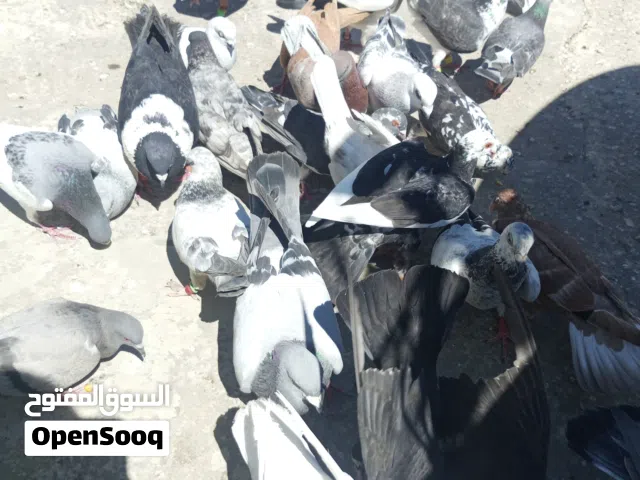 حركة 50 حمامة مشكلات للبيع الذراع الغربي