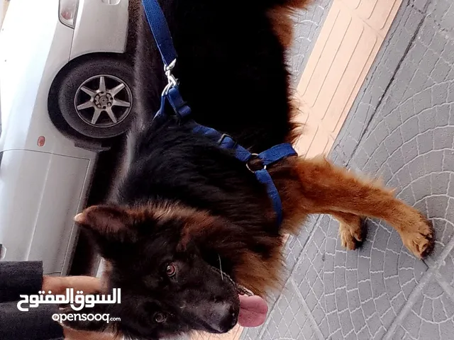 ذكر جيرمن عمره سنه ونص كلب عملاق طرف كسحه