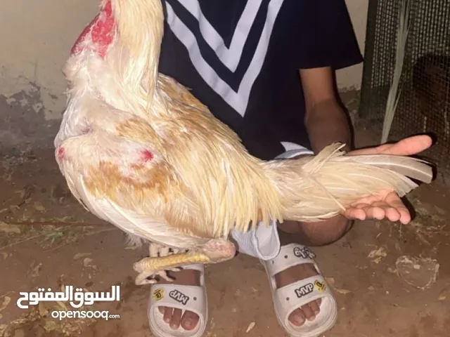 ديج تايلندي هيرا