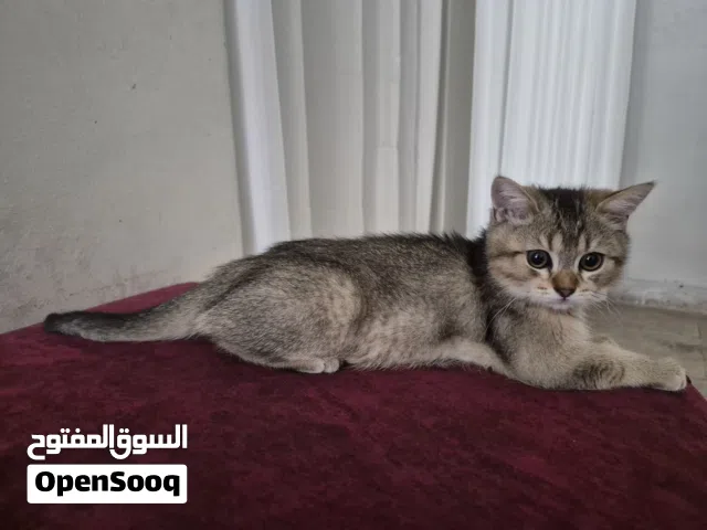 قط بريتش من اروع القطط ذكاء ونشاط ولون وجمال