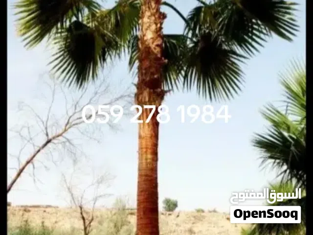 نخيل ملكي وشنطن جمله وعربي مثمر جميع الأنواع ولمقاسات لتواصل