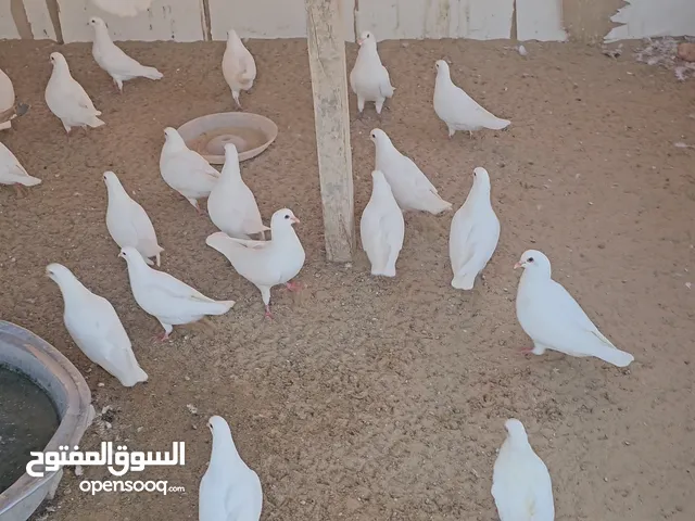 حمام لاحم جامبو