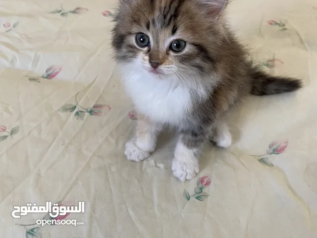 قطط شيرازي للبيع  beautiful cats for sale