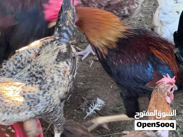 للبيع ديوك عمانيه