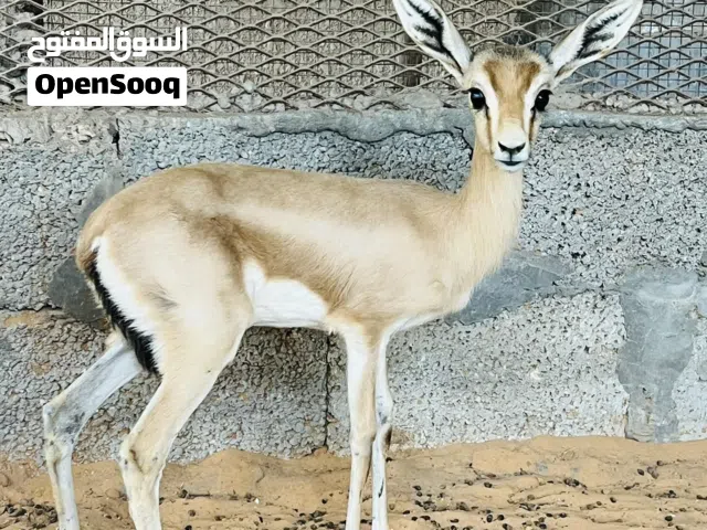 عناق ريم عمر شهرين ونص