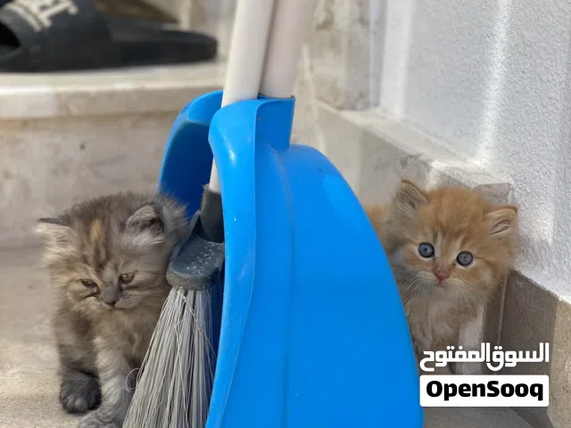 قطط شيرازي