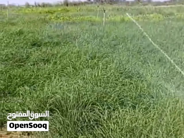 بذر رودس إنتاج وادي ضنك