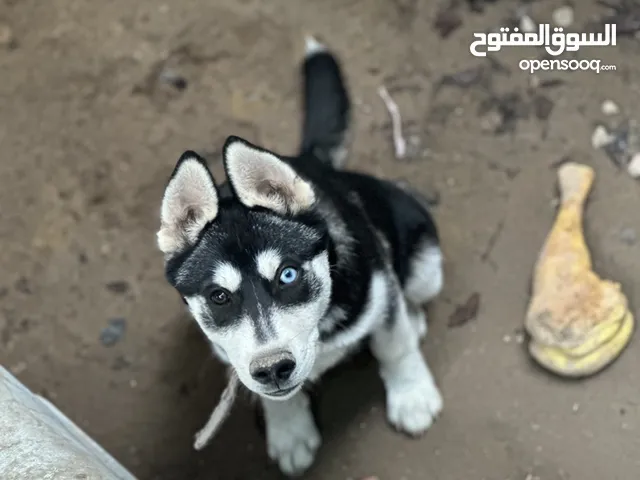كلب هاسكي للبيع عمرو 7شهور