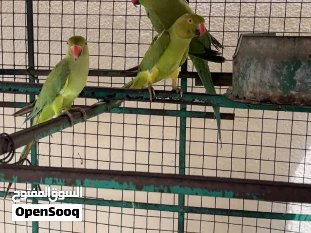 دره إناث للبيع  12