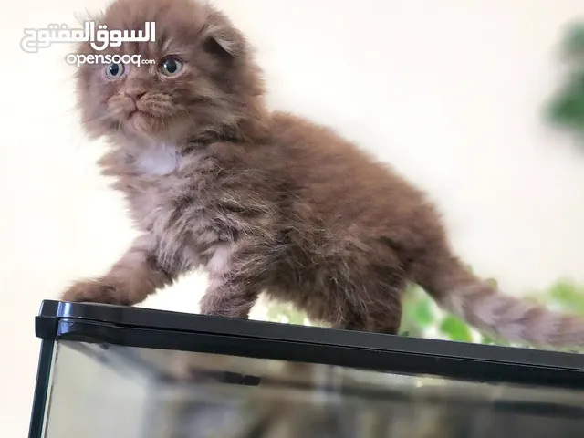 سكوتش تربل فولد شعر طويل جوكليت مستوى جميل جدا