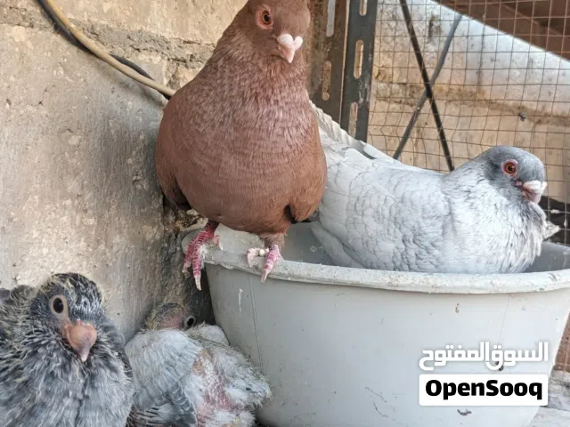 متاح جواز..