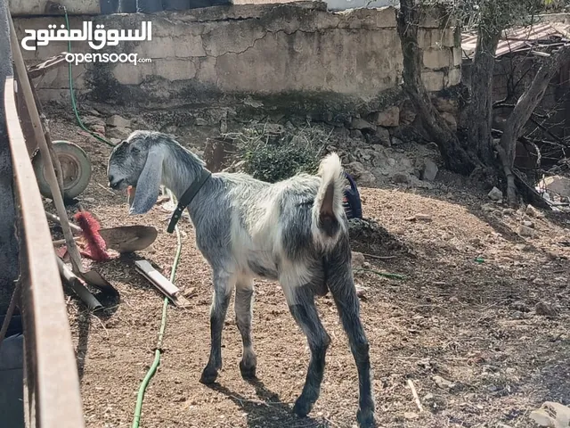 شعريه للبيع عشار ثلث شهور فحص جهاز الموقع عجلون الرقم الي بتعليق شغال الرقم ثاني واتس فقط