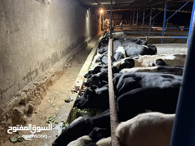 عجول بلدي مميزة – 7 شهور العمر فقط صحة ممتازة أوزان 300–400 كغ أفضل سعر وجودة