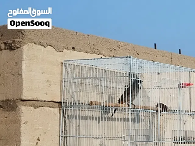 خام صيد جديد الحوطه راسلني ادزلك تغريده طير خشن  ب30 وبي مجال راسلني وتدلل بدون قفص وبخدمه الشراي