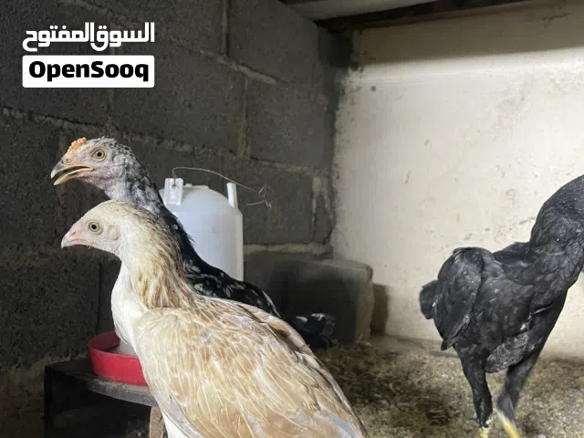 دياكه باكستانيات اعمارهن مال 4شهور صحتهن ممتازه محصنات   لعدد 6 قابل بل معقول