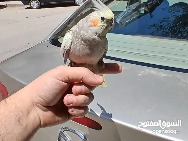 أنثى كوكاتيل (كروان) مزهرة