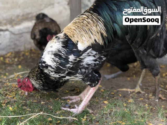 السلام عليكم ديجين رس نادر