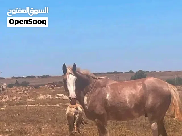 فلو للبيع سعر 1000