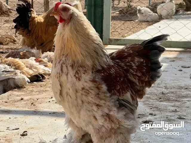 ديوك براهما عدد 2 للبيع بسعر مغري جداًالسعر الديك الواحد 20 الاثنين 35