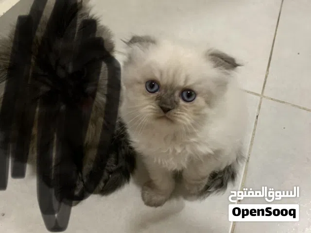 القطو مع الأكل بس ترى بدون توصيل