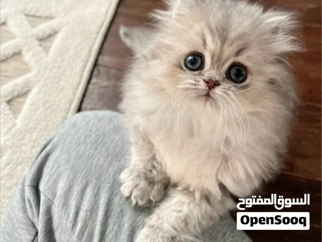 كتن هملايا بيور ذكر للبيع