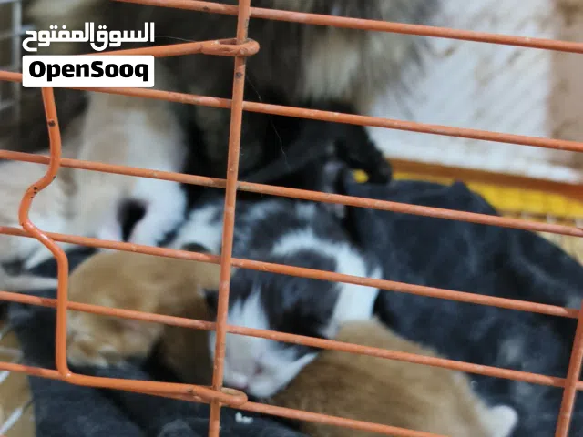 قطط للبيع أم وكتن عدد 5