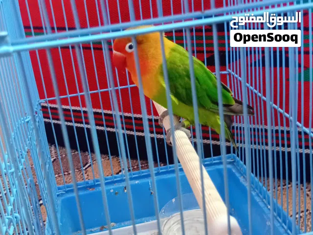 للبيع طير اليف