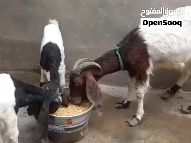 صخله مطفل وراها توم فحله