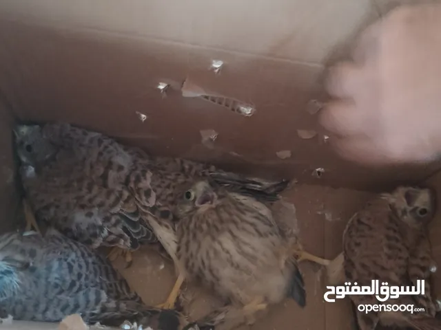 5اصقور لبيع