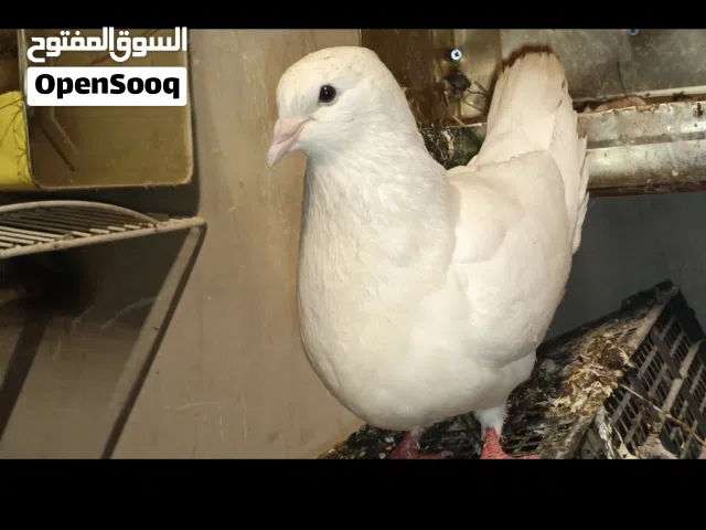 حمام فرنسي سوبر جامبو الحجم الضخم