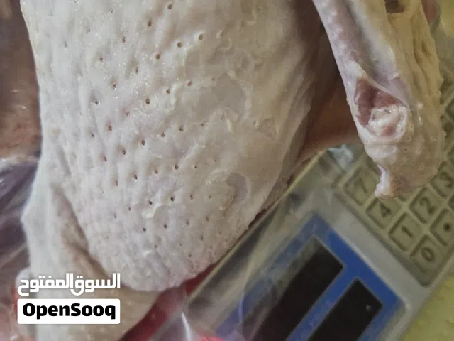 ديك.رومي ذبح طازج