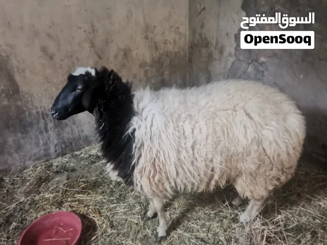 نعجه ربي يبااارك مشاء الله سنها قرابة عام