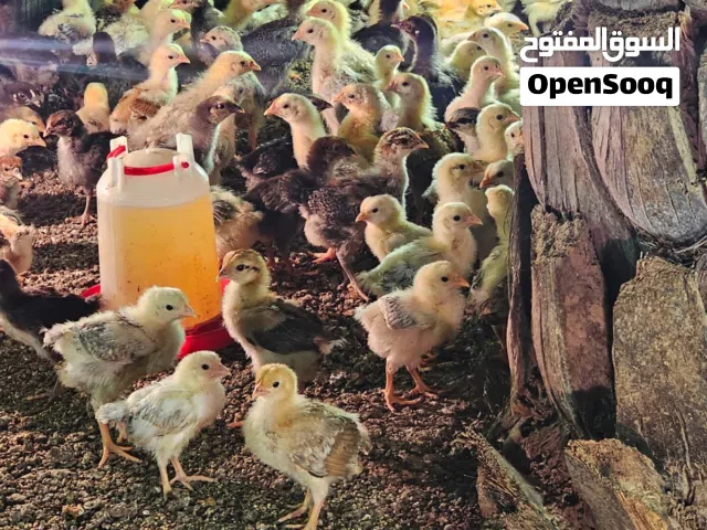 للبيع صيصان تهجين عماني على فرنسي فيهن نسبة قوية من الفرنسي العمر ثلاث اسابيع