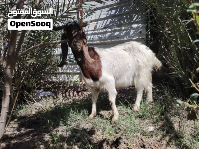 ماسز افغاني