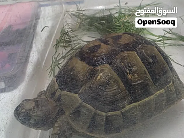 سلحفاة بري