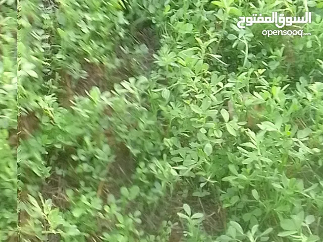 Farm Land for Rent in Zarqa Al Hashemieh