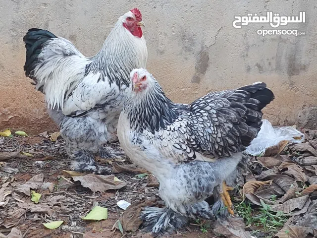 جوز براهما عمر 9 شهر منتجات و شغلات