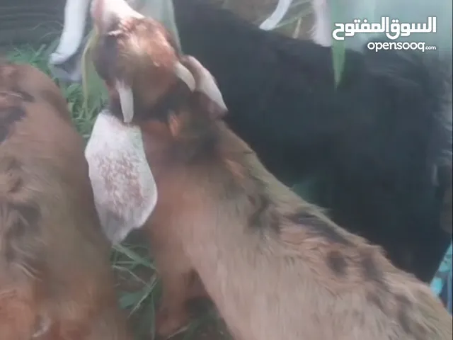 منادي للبيه