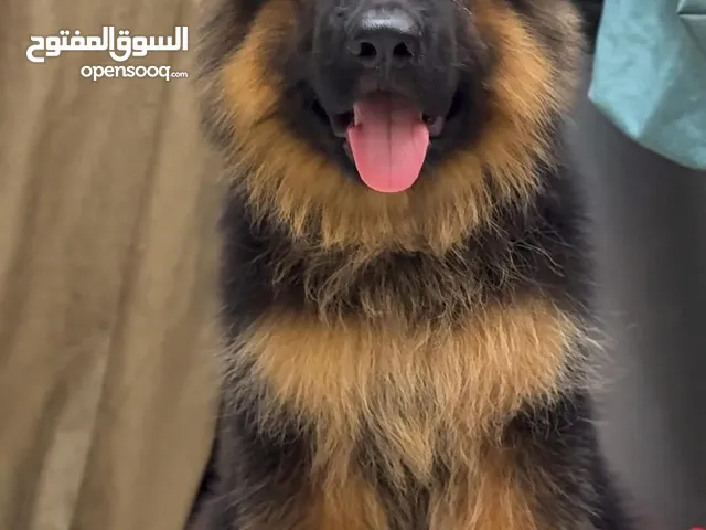 جيرمين شيبرد لونج هير شولين 53 يوم الأهالي مستورداً مستوى عالي جداً مميز متوفر ايناث