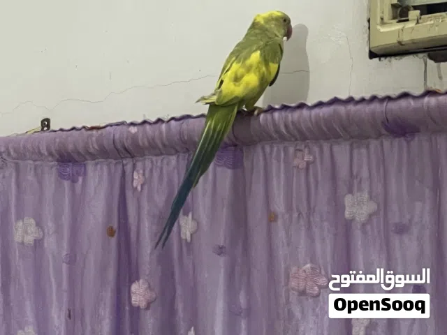 دره مشجر نثيه