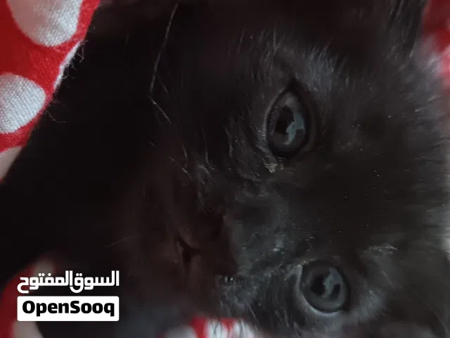 قطط سكوتش للبيع