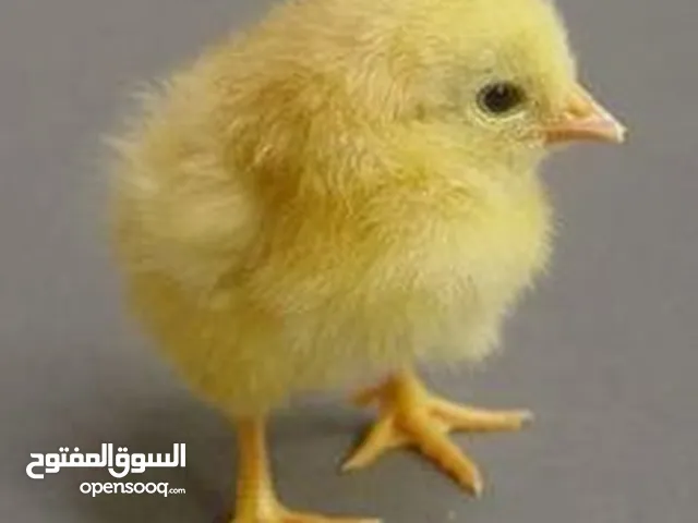 مطلوب صوص مزارع ملون