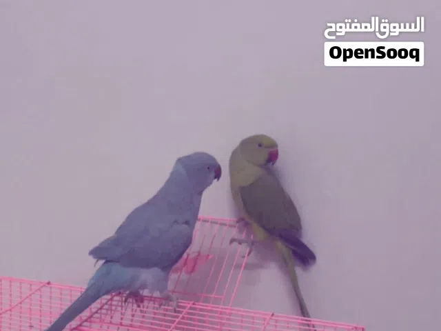 بغبغاء الدره