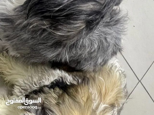 ذكر مع نثيه