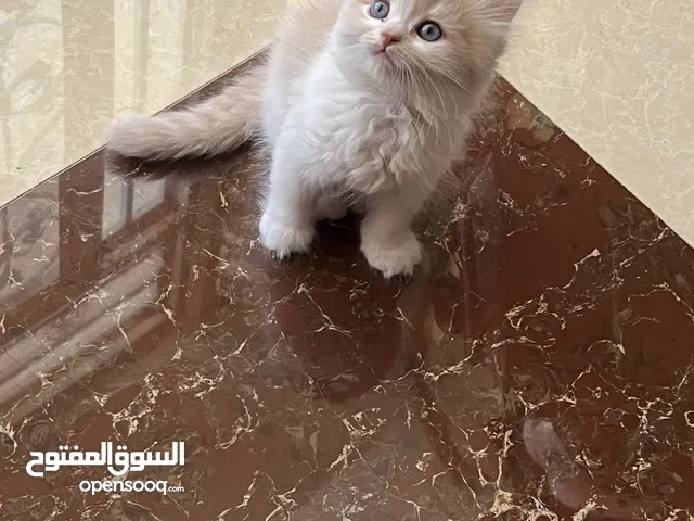 قطه للبیع عمر شهرین نظیفه جداً و لعوبه