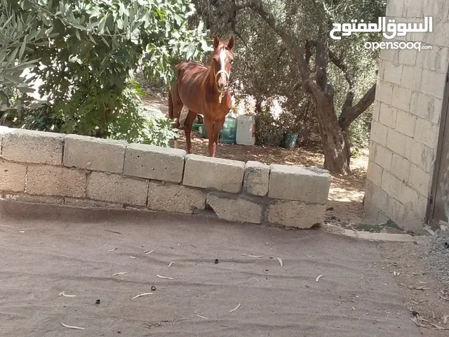 مهر للبيع طيب