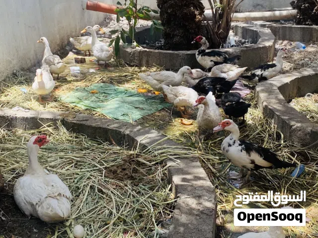 بط مصري و بط البكيني