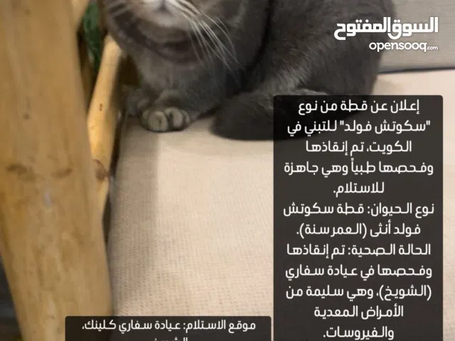 للتبني/انقاذ