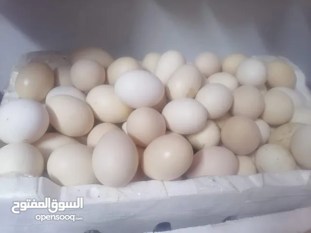 للبيع بيض دجاج بلدي مخصب للفقاسات والأكل سعرالطبق 4دنانير الموقع القويره