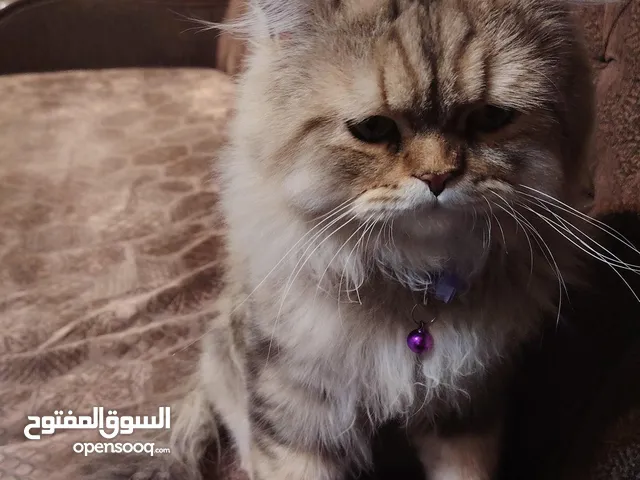 قط فحل سايبيري للبيع مع جميع ملحقاته كامله +دفتر لقاح للتواصل راسلني على الواتساب للمزيد من التفاصيل
